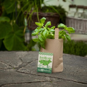 Mini Garden Basil Complete growing kit for delicate basil Sieved soil, best seeds and detailed German instructions image 6