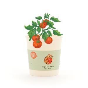 Peut inclure: Un gobelet en papier décoratif avec une illustration de plant de tomates. Le gobelet présente une bande verte avec un tigre tenant une tomate et le texte "Tigertomate für dich". La plante a des feuilles vertes et plusieurs tomates oranges mûres.