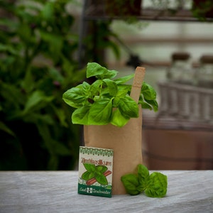 Mini Garden Cinnamon Basil Complete growing kit for this christmasy basil Sieved soil, organic seeds and detailed German instructions afbeelding 2