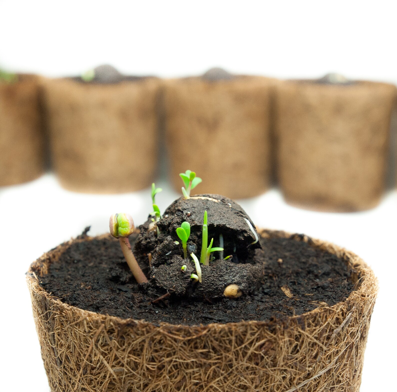 Seed Bomb Kit Seedbomb DIY Kit by the City Gardener Etsy