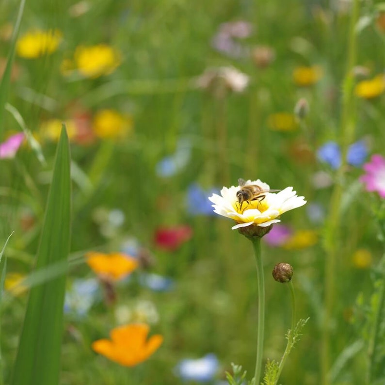 Streuwiesen von DieStadtgärtner® Bunte Blumenmischungen, Wildblumensamen Alle 3 Sorten zum Rabattpreis Bild 6