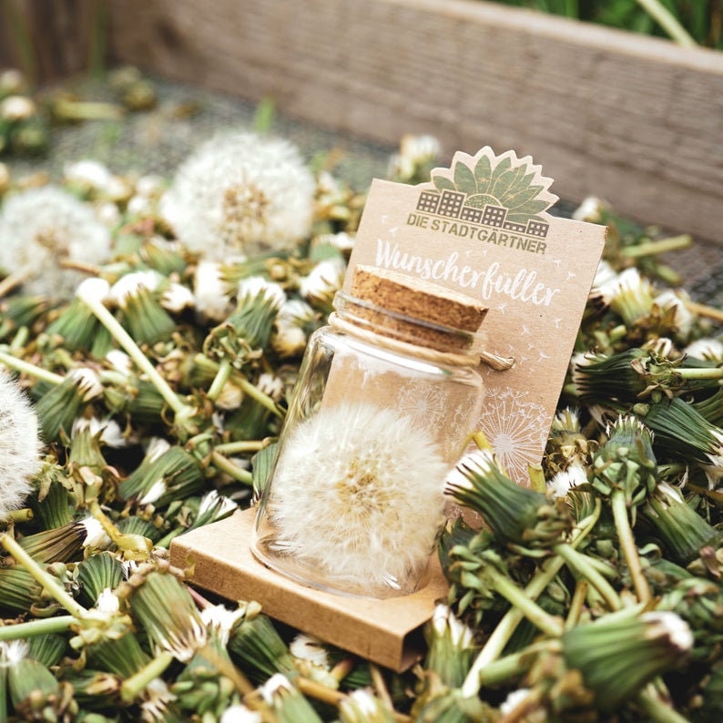Echte Pusteblume Im Glas - Handgemachter Wunscherfüller & Glücksbringer Mit Geschenkbox, Bunt - Geschenkidee Für Geburtstag, Hochzeit & Abschluss