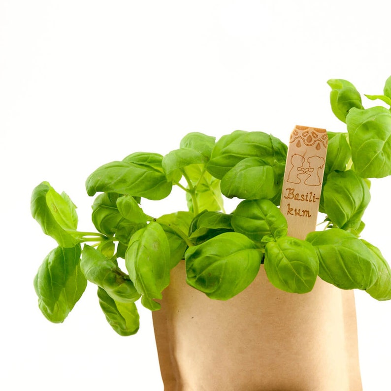 Mini Garden Basil Complete growing kit for delicate basil Sieved soil, best seeds and detailed German instructions image 5