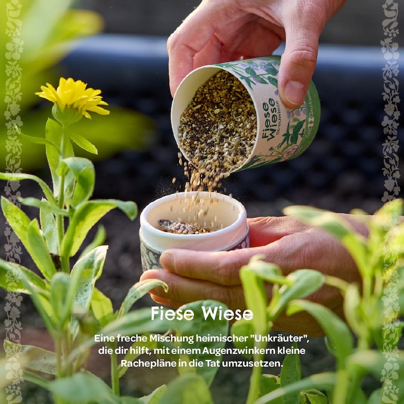 Puede incluir: Una persona vierte semillas de un recipiente cil&iacute;ndrico etiquetado "Fiese Wiese" en un recipiente m&aacute;s peque&ntilde;o. La imagen incluye una flor amarilla y plantas verdes. El texto en el recipiente dice "Fiese Wiese" y una descripci&oacute;n en alem&aacute;n.