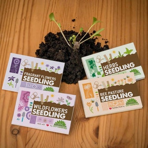 Seedling Set All 4 types of seedlings for a discount price 40 plantable cardboard sticks for your pots, balcony or garden afbeelding 3