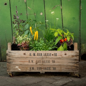 Puede incluir: Una jardinera de madera sobre ruedas llena de varias hierbas y verduras. La caja tiene el texto "H.W. VAN SAASE" y los años '83, '89 y '90 impresos. Incluye pimientos amarillos y rojos.