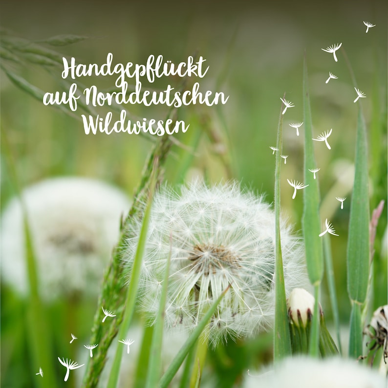 May include: Close-up of a white dandelion with seeds blowing in the wind. The dandelion is in a field of green grass. The text "Handgepfl&uuml;ckt auf Norddeutschen Wildwiesen" is written in white on a green background.