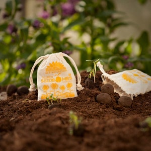 Seed Bombs Sunflowers Mindfully made flower bombs from the City Gardeners 8 seed balls in reusable cotton bag image 4