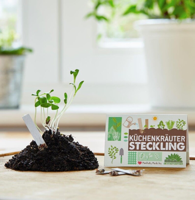 Seedling Set All 4 types of seedlings for a discount price 40 plantable cardboard sticks for your pots, balcony or garden afbeelding 6