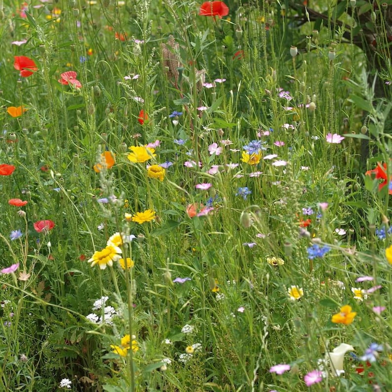 Streuwiesen von DieStadtgärtner® Bunte Blumenmischungen, Wildblumensamen Alle 3 Sorten zum Rabattpreis Bild 5