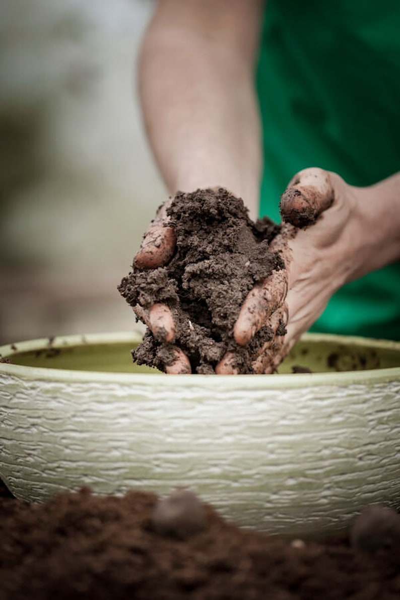 Seed Bombs Sunflowers Mindfully made flower bombs from the City Gardeners 8 seed balls in reusable cotton bag image 9