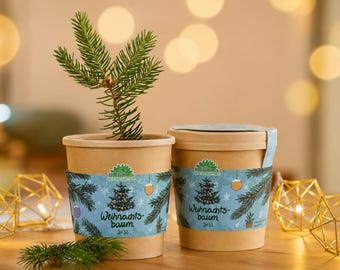 Christmas tree seeds from a cup | Christmas gift