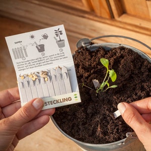 Steckling Wildblumen Der Blumenstrauß für die Hosentasche 10 Saatgut-Stifte zum Einpflanzen Im Handumdrehen Wildblumen pflanzen Bild 2