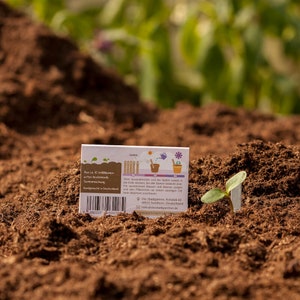 Steckling Wildblumen Der Blumenstrauß für die Hosentasche 10 Saatgut-Stifte zum Einpflanzen Im Handumdrehen Wildblumen pflanzen Bild 5