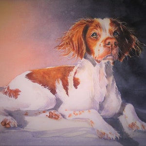 May include: Watercolor painting of a white and brown Brittany dog lying down on a light purple background. The dog has brown eyes and a white chest.