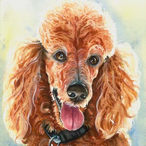 Apricot Poodle Dog Print