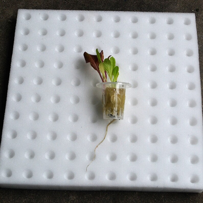 100pcs Germination Sponge for Hydroponic Seed Grow Plant Etsy