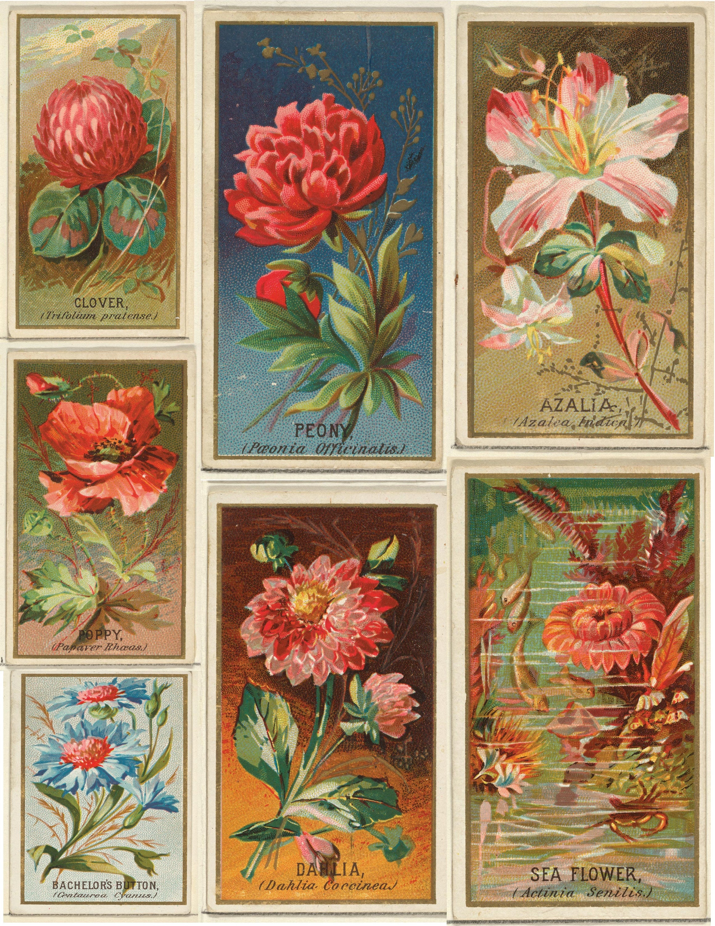 Vintage floral ephemera Digital download instant download Etsy