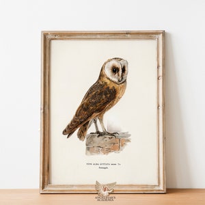 Búho / Vintage Wall Art Print / Pájaro / Granja / Bosque Natural / Decoración rural / Academia oscura / Arte imprimible / 0004