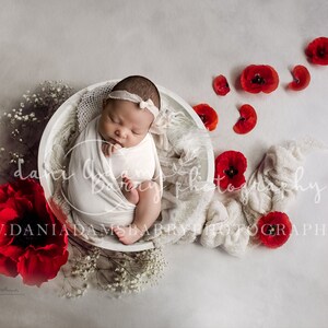Newborn Poppy Digital Background / Poppy Newborn Digital Backdrop / Poppy Flower Background / Bowl Newborn Backdrop / Poppy Newborn Nest