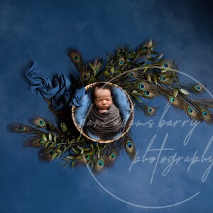 Newborn Peacock Digital Background / Peacock Newborn Digital Backdrop / Blue Peacock Background / Newborn Backdrop / Boy Peacock Newborn