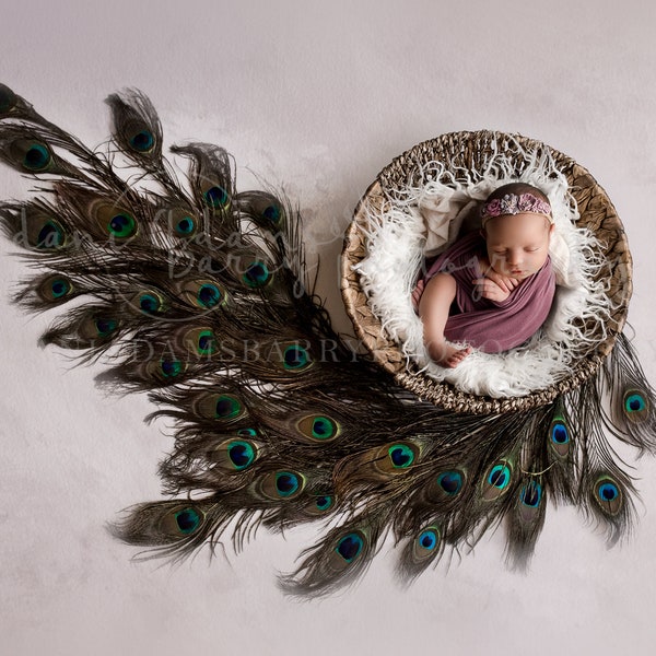 Newborn Peacock Digital Background / Peacock Newborn Digital Backdrop / White Peacock Background / Bowl Newborn Backdrop / Peacock Newborn