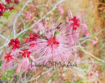 Rosa desierto flor Rt 66