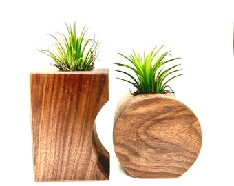 Air plant   holder solid walnut