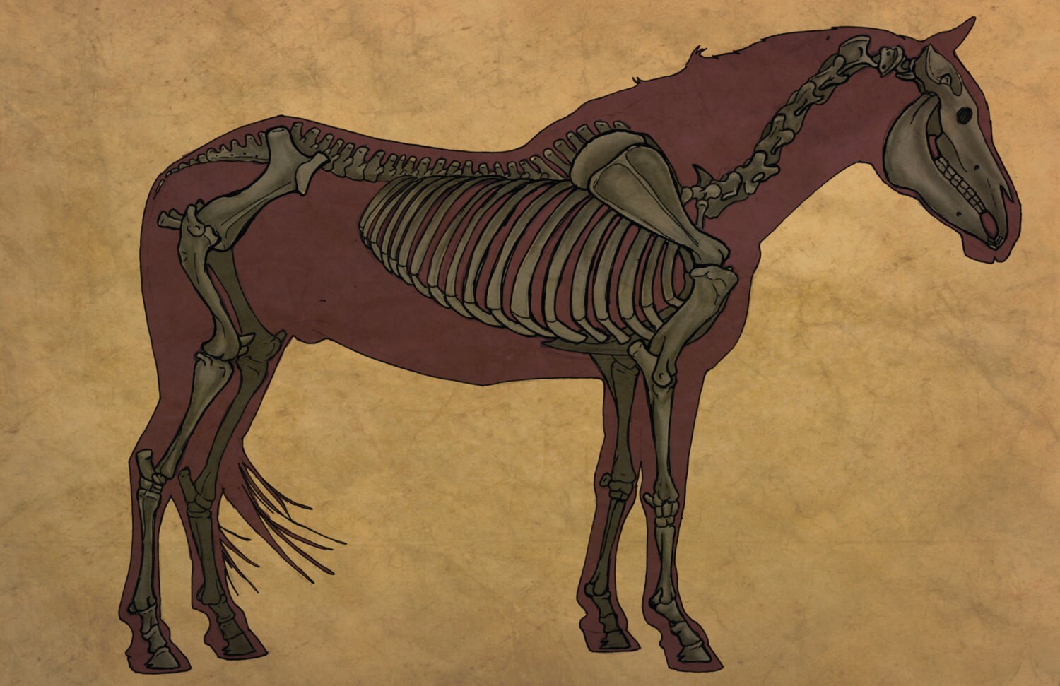 Horse skeleton with labels
