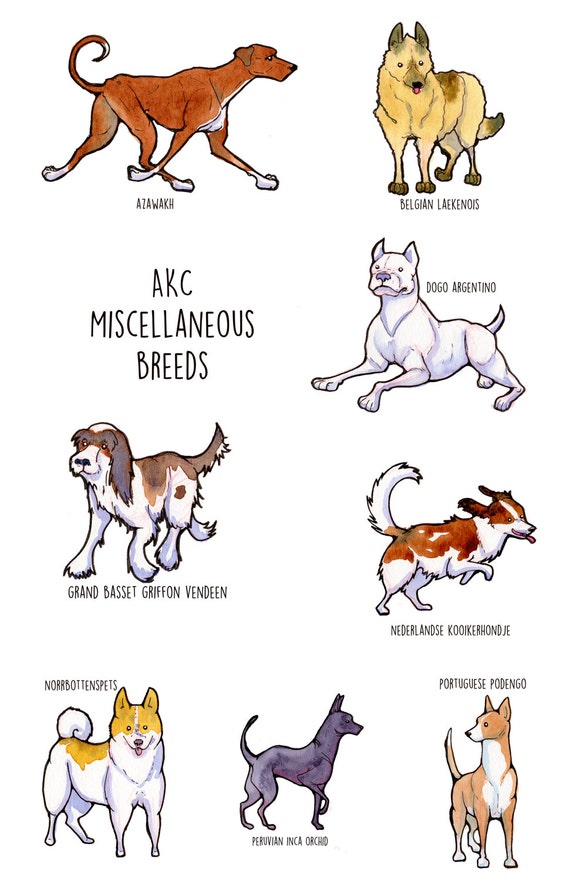 Terrier Group Akc Aggressive Dog Breed List Labrador Retriever Dog