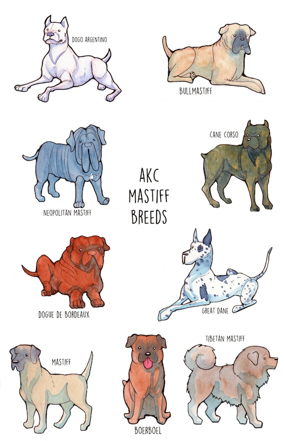 mastiff breeds