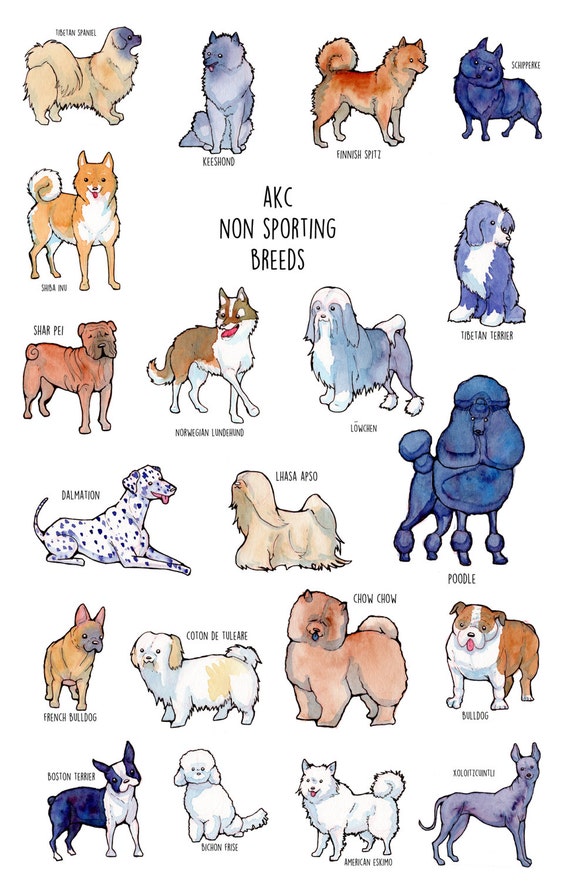 non sporting group dog breeds