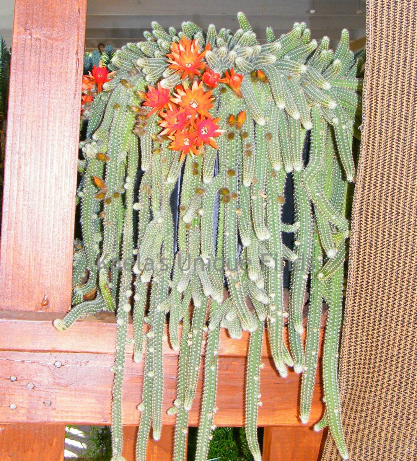 25 Peanut Cactus babies starters Echinopsis Chamaecereus Etsy