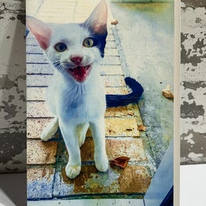 Carte de voeux heureuse de photographie de chaton | Téléchargement instantané 5 x 7 | Blanc à l'intérieur | Carte toutes les occasions