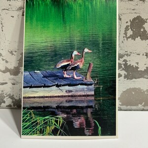 Pfeifende Enten Fotografie Grußkarte | 13x7 Sofortiger Download | Innen leer | All-Occassion Karte