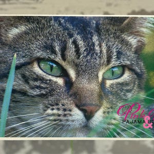 Grünäugige Katze im Gras Fotografie Grußkarte | 13x7 Sofortiger Download | Innen leer | All-Occassion Karte