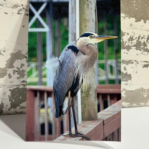Blauer Reiher-Vogel-Fotografie-Gruß-Karte | Druckbare 5 x 7 Digitaler Download | Innen leer | All-Occassion Karte
