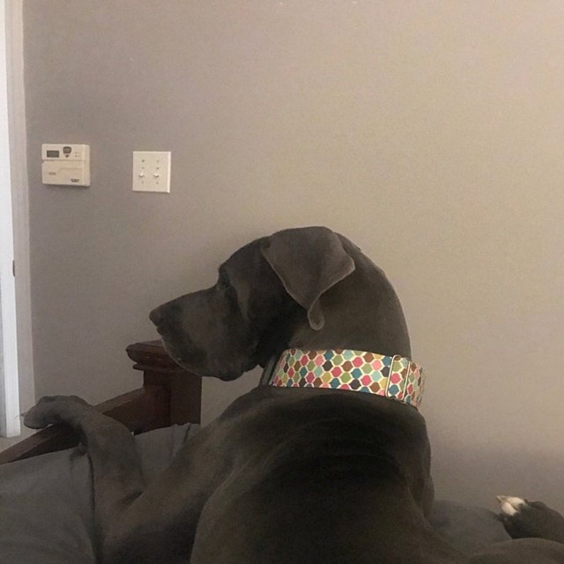 Martingale Dog Collar Girly Dog Collar Girly Martingale Dog Etsy