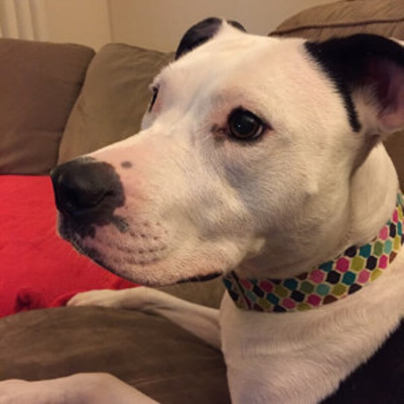 Martingale Dog Collar Girly Dog Collar Girly Martingale Dog Etsy