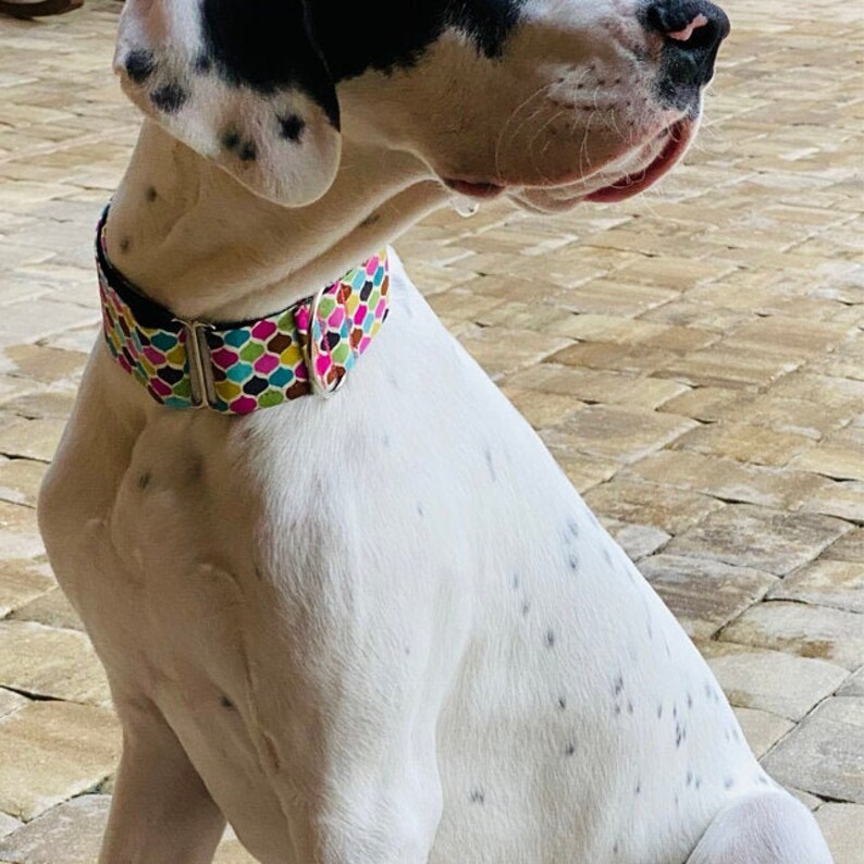 Martingale Dog Collar Girly Dog Collar Girly Martingale Dog Etsy