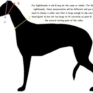 Peut inclure: Diagramme montrant comment mesurer le cou d'un chien pour un collier. Le point A est la t&ecirc;te, le point B est la base du cou et le point C est le point de repos naturel du collier.