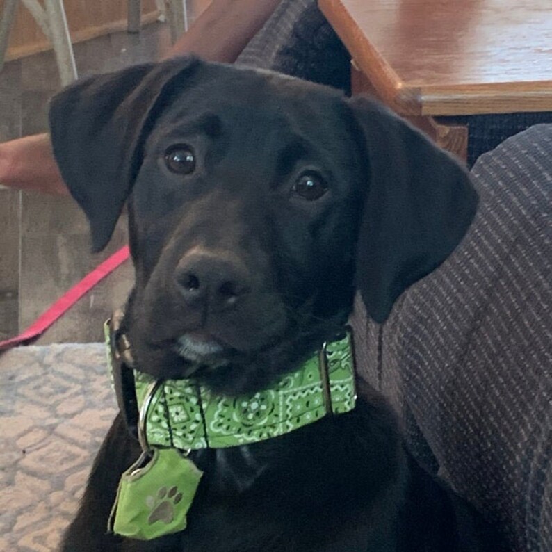 Martingale Dog Collar Dog Collar Green Bandana Buckle Dog Etsy