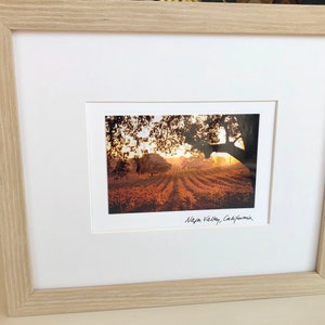 Napa Valley Framed Art - Fall in the Vineyard