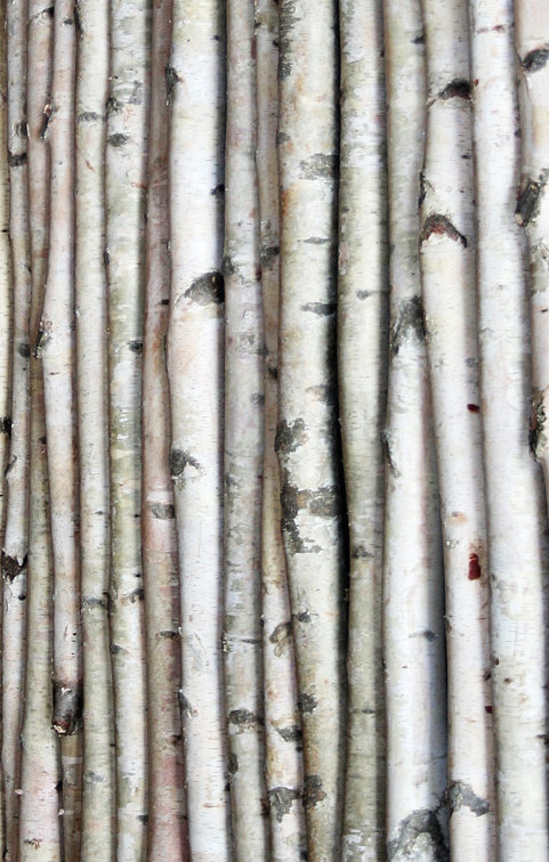 Wilson Decorative White Birch Log Bundle, Natural Bark Wood Home Décor set  of 8 