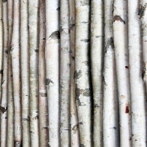 White Birch Pole Packs