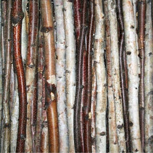 May include: A close-up of a bundle of birch branches, some with white bark and others with a reddish-brown bark. The branches are arranged vertically and are all about the same size.
