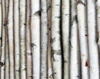 White Birch Poles