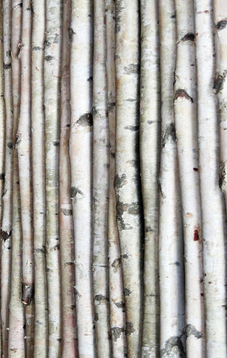 White Birch Poles image 1