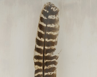 Wild Turkey Feather - Fine Art Print. Limited Addition Western Photography. Bird wall art.