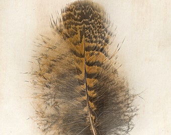 Owl Feather - Tracy Badham - Fine Art Print. Limited Addition - Museum Quality Cotton Rag Paper